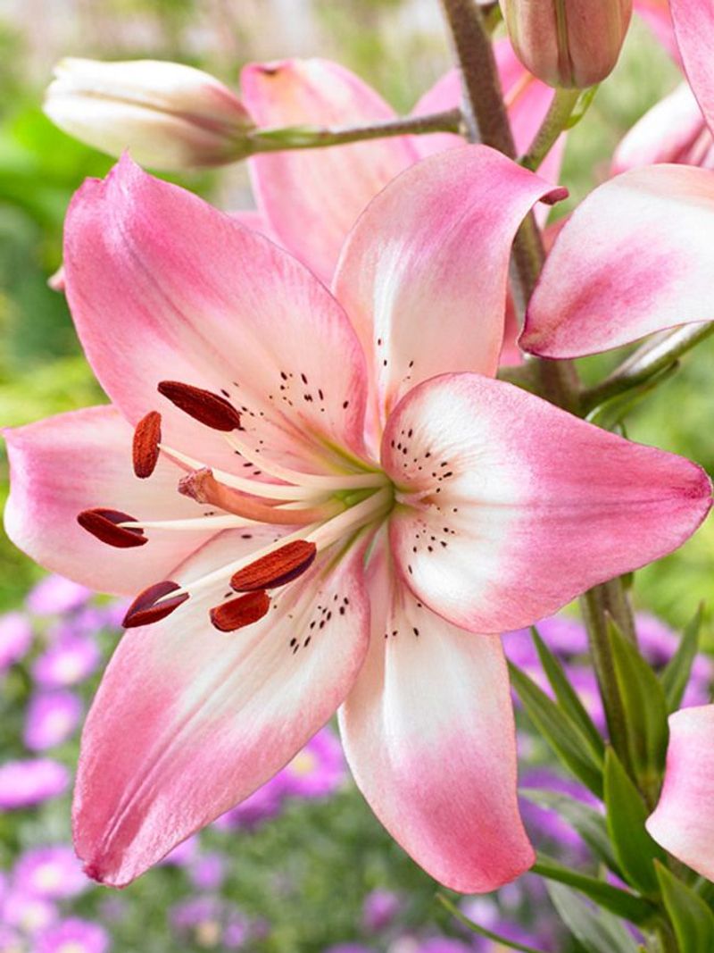 Lily