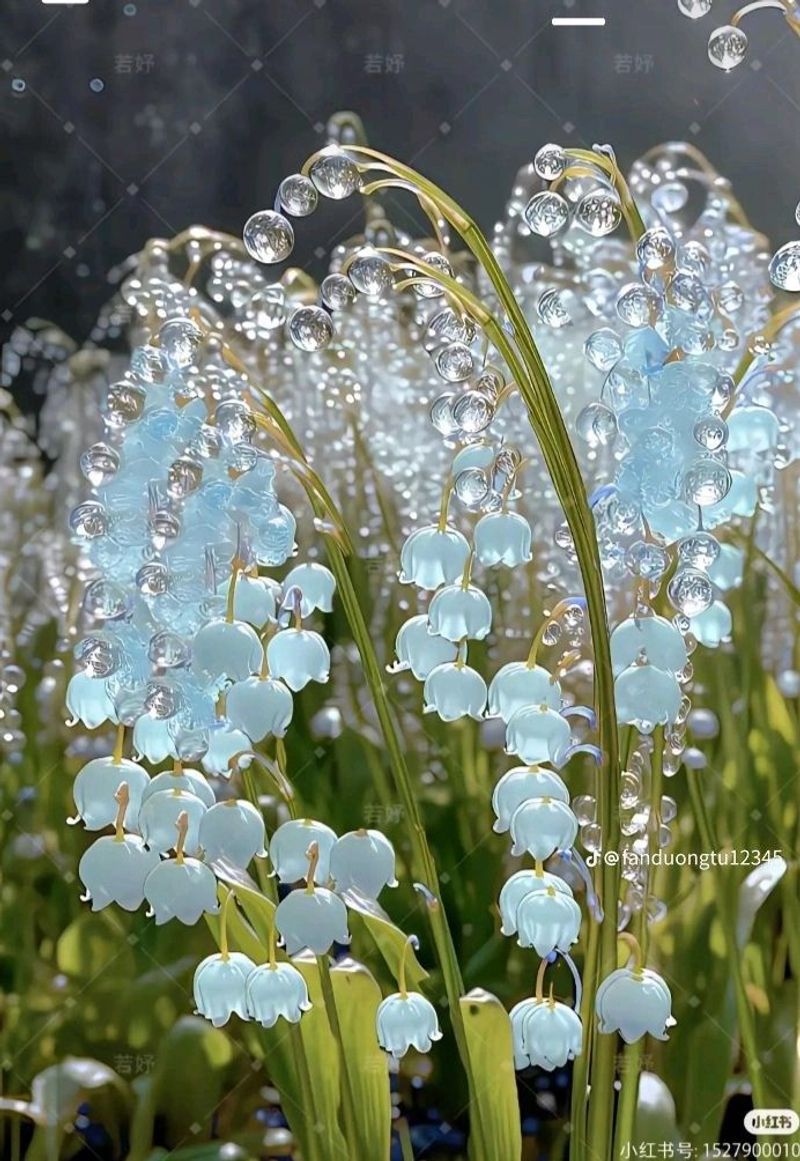 Lily of the Valley
