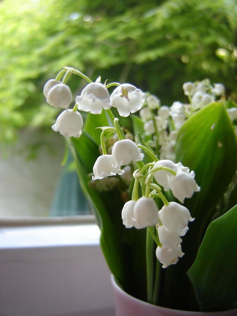 Lily of the Valley