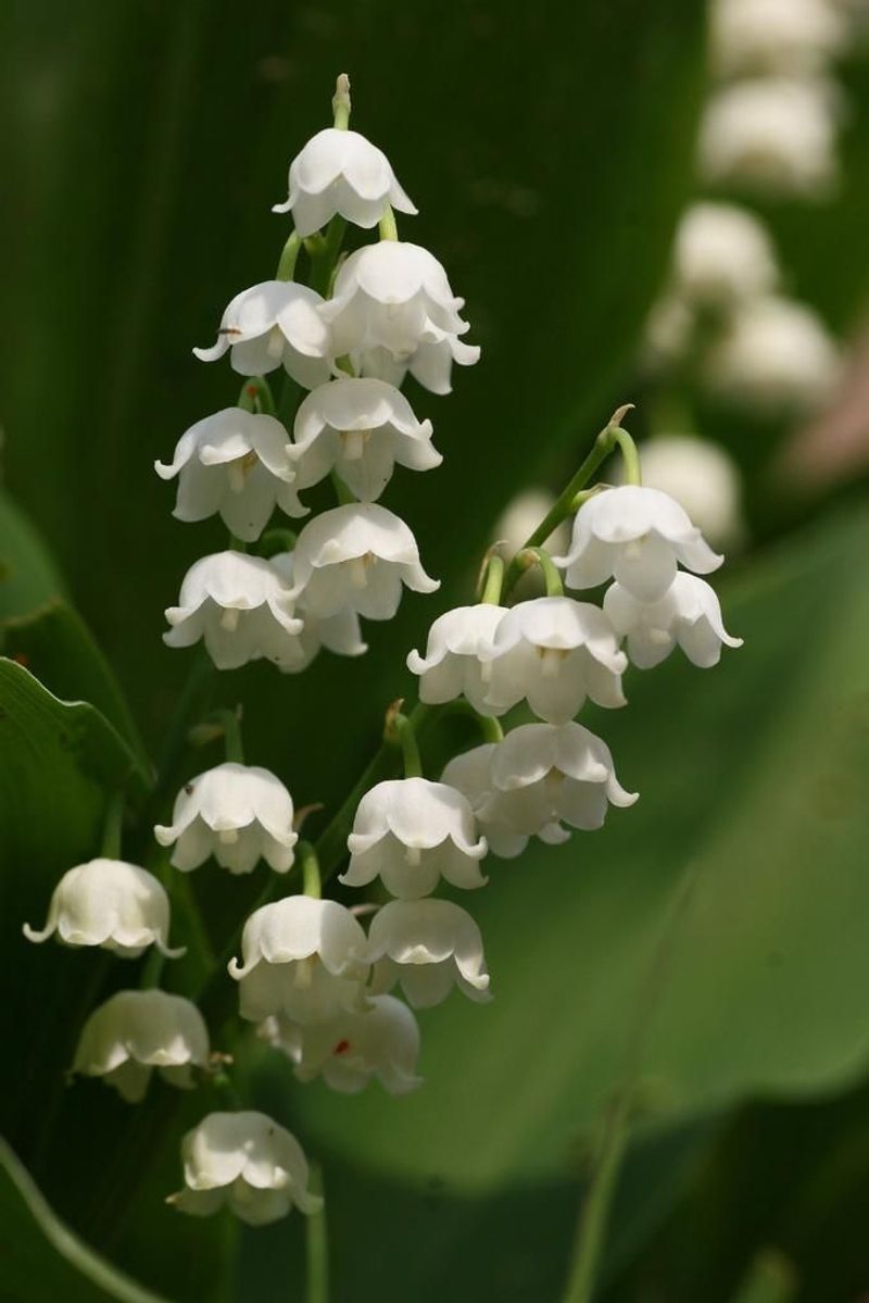 Lily of the Valley