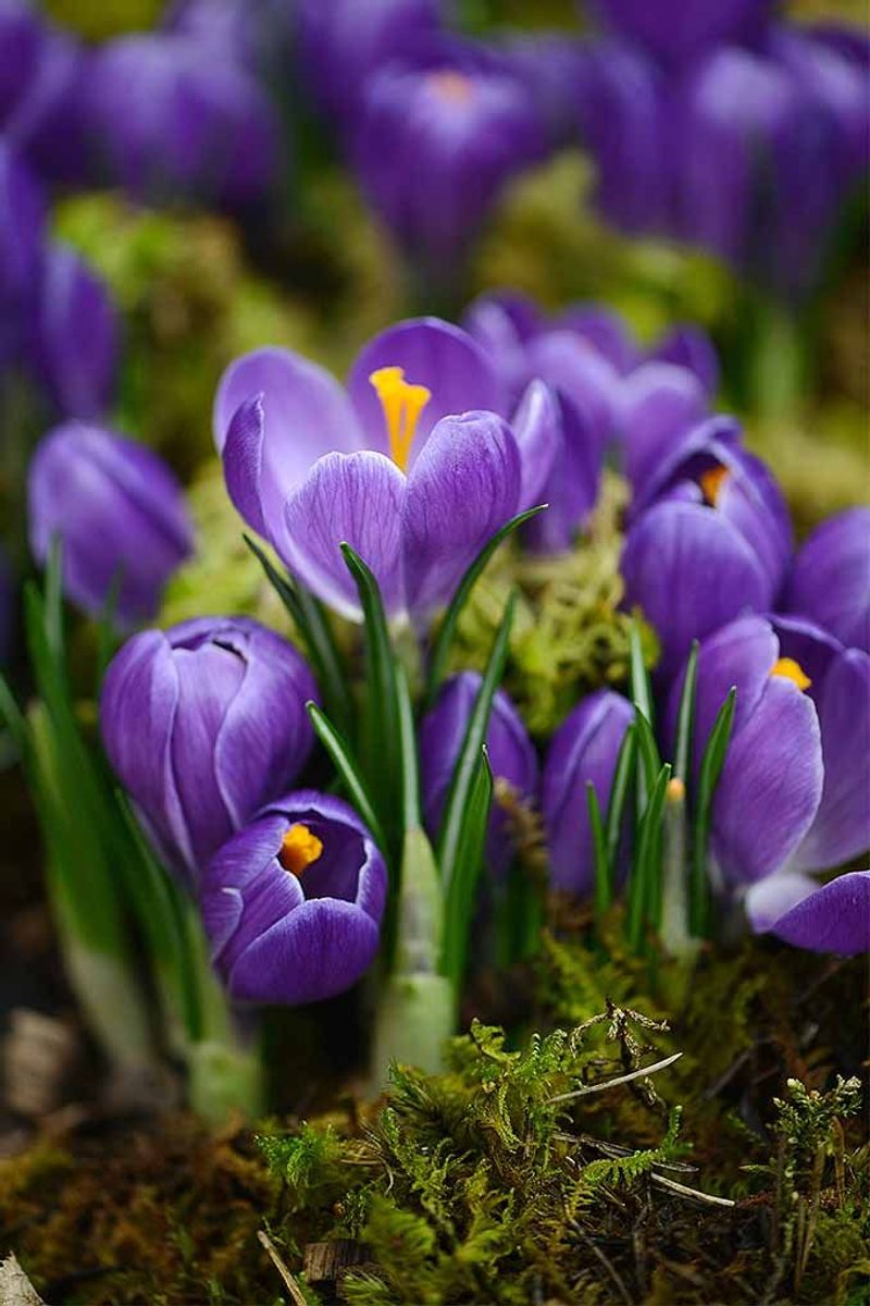Crocus