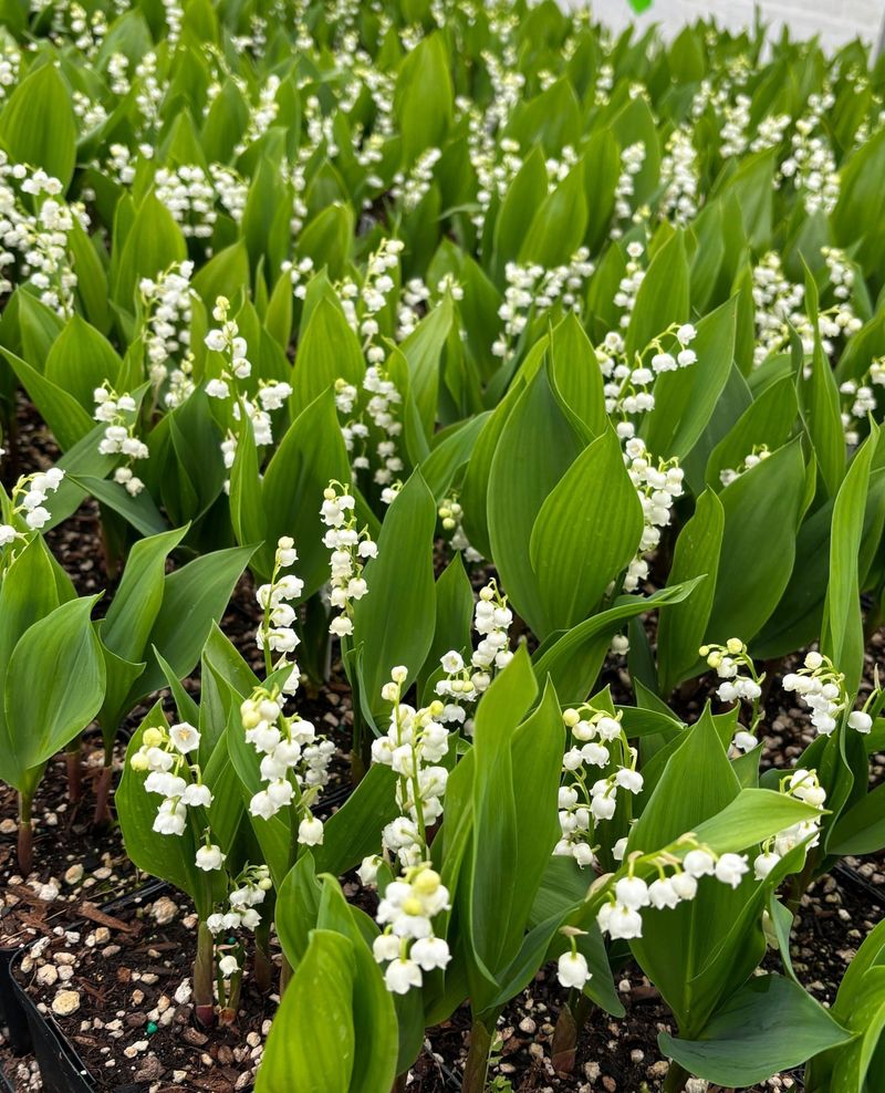 Lily of the Valley