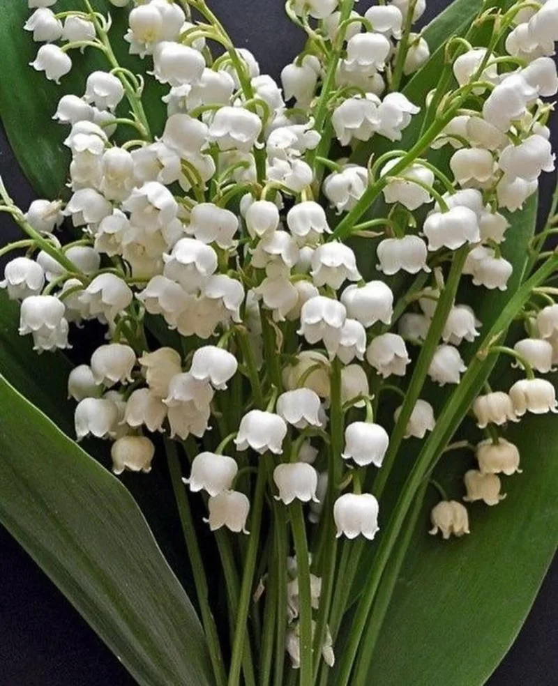 Lily of the Valley