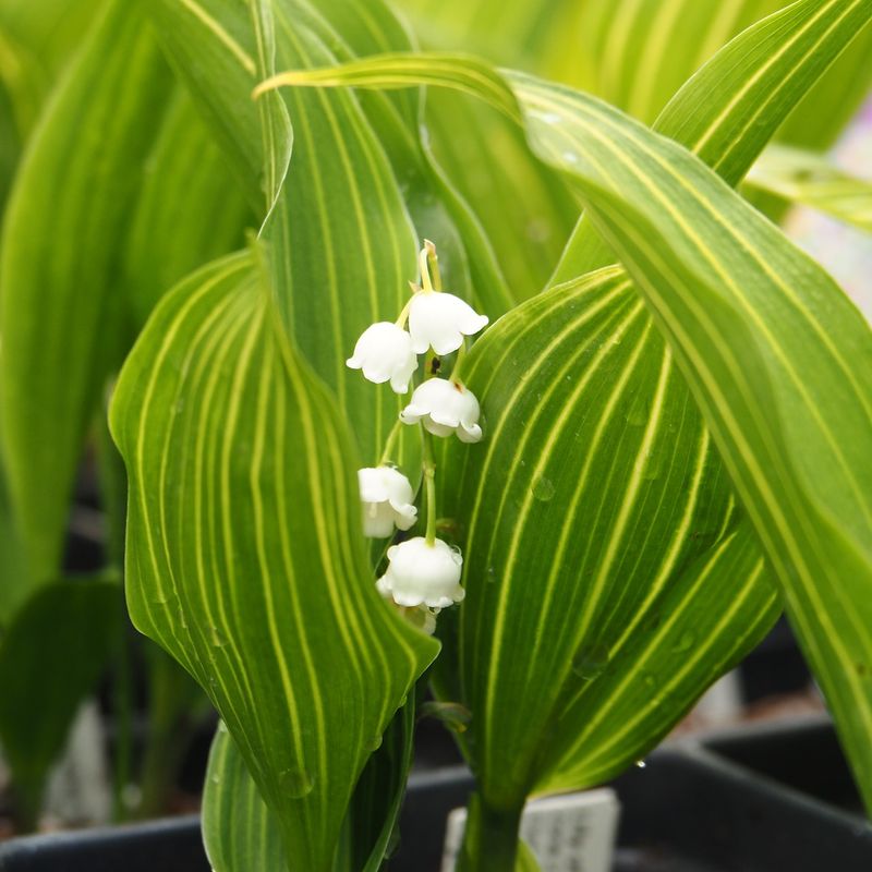 Lily of the Valley