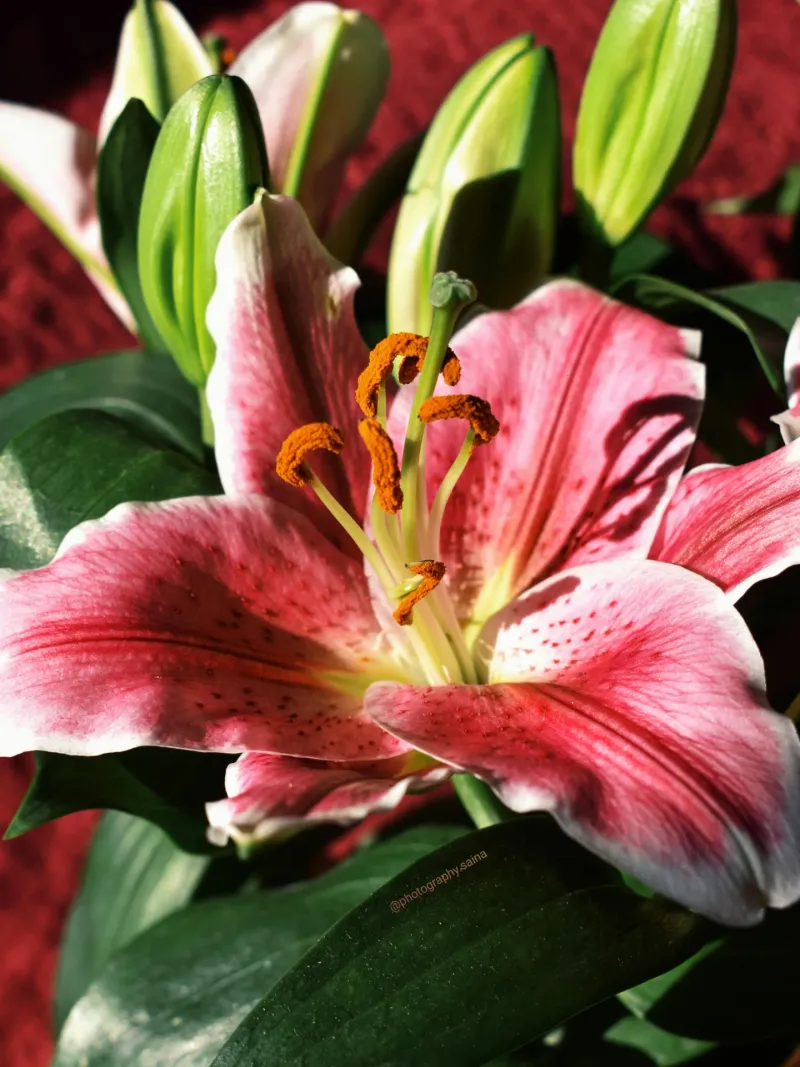 Lily