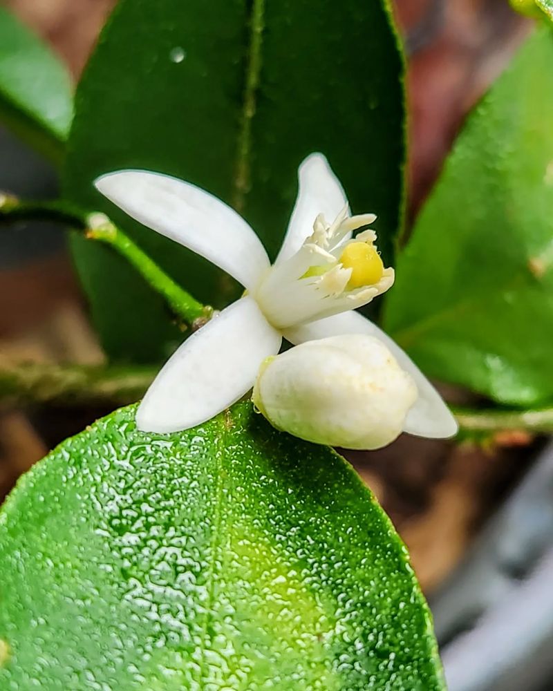 Lime Tree