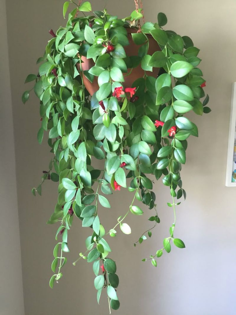 Lipstick Plant