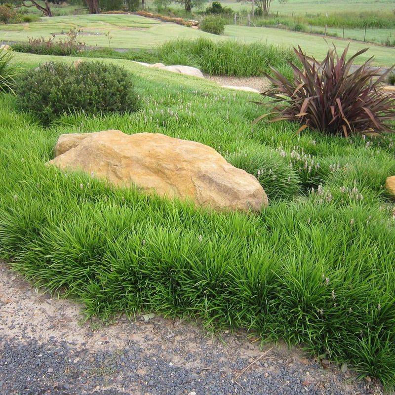 Liriope