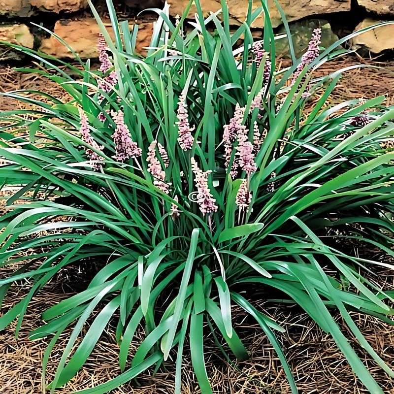Liriope