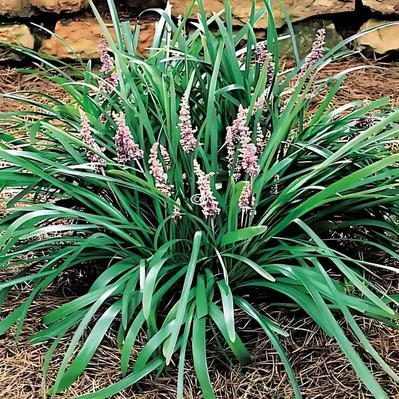 Liriope