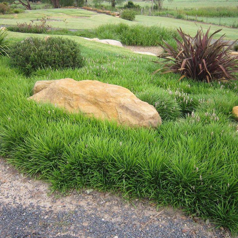 Liriope
