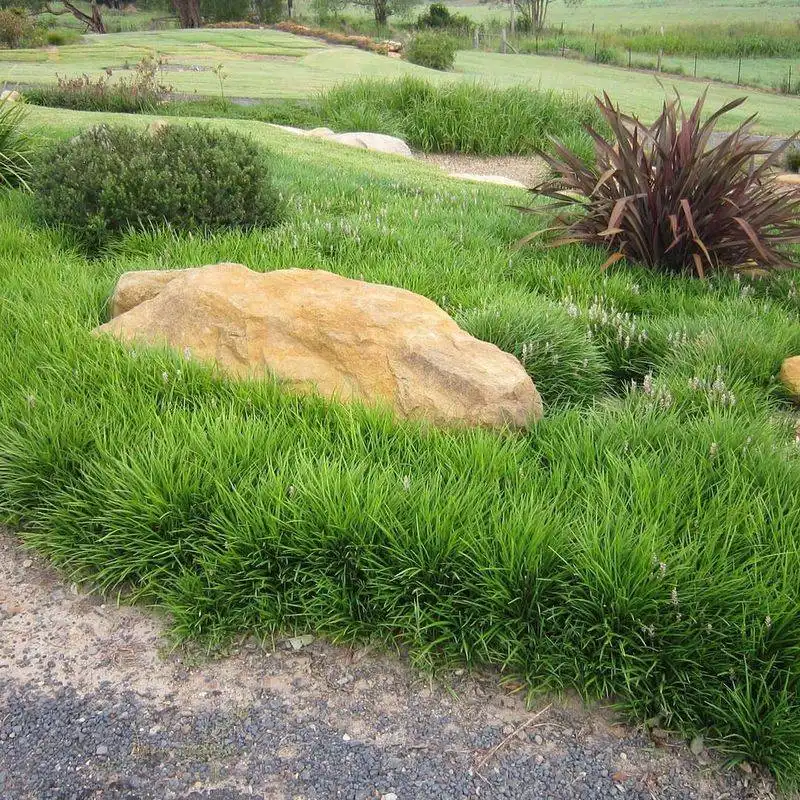 Liriope