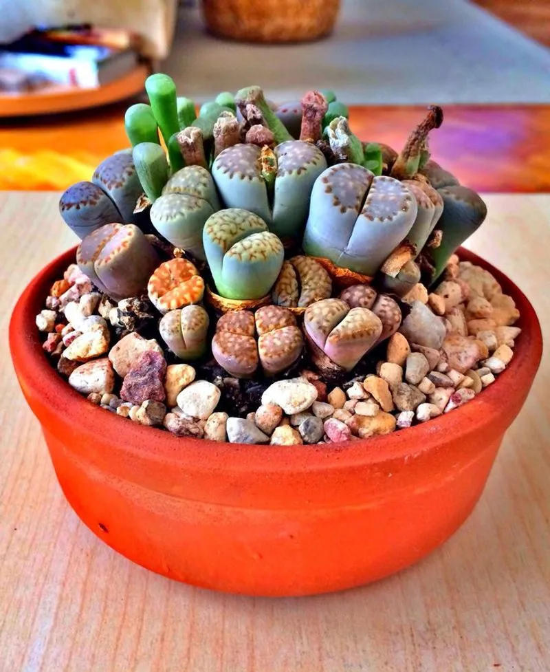 Lithops