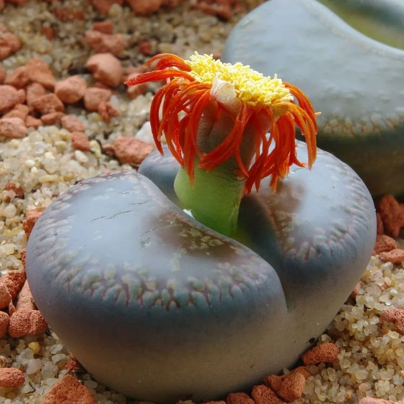 Living Stone's Camouflage