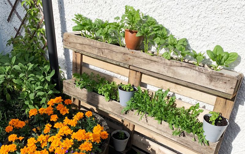 Living Wall from Pallets