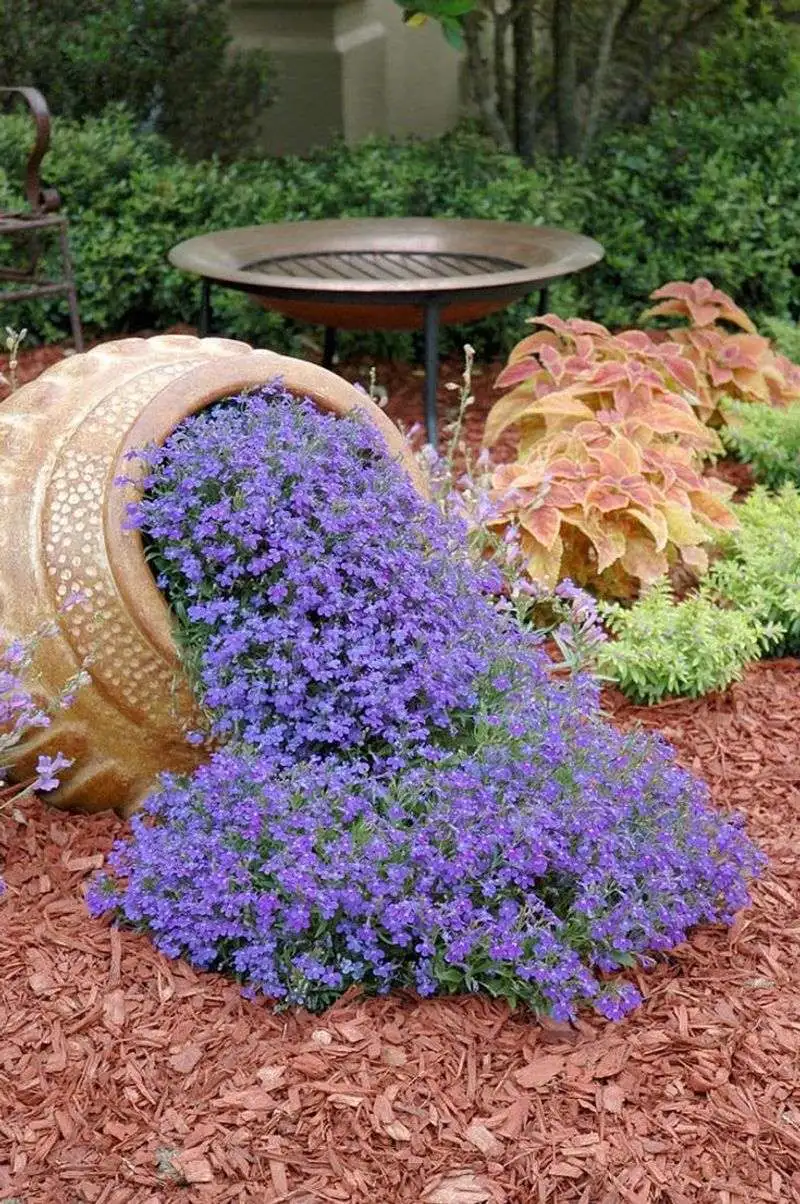 Lobelia