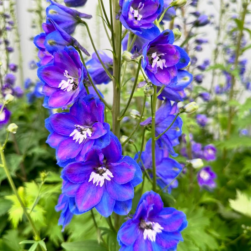 Delphinium