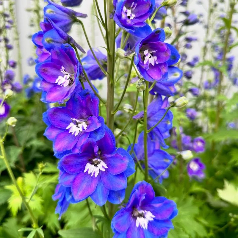 Delphinium