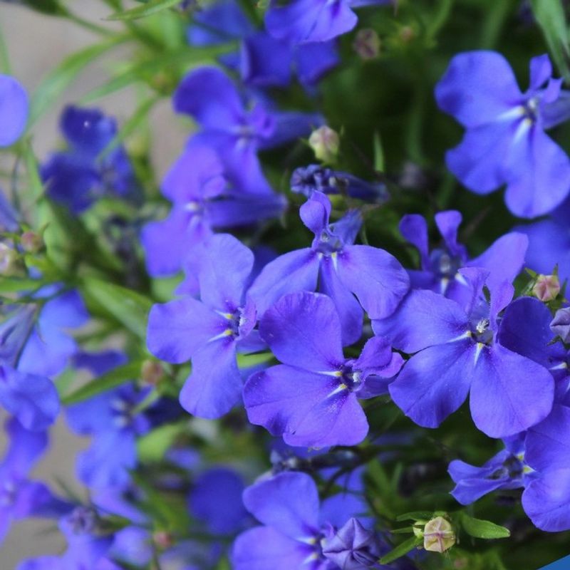 Lobelia
