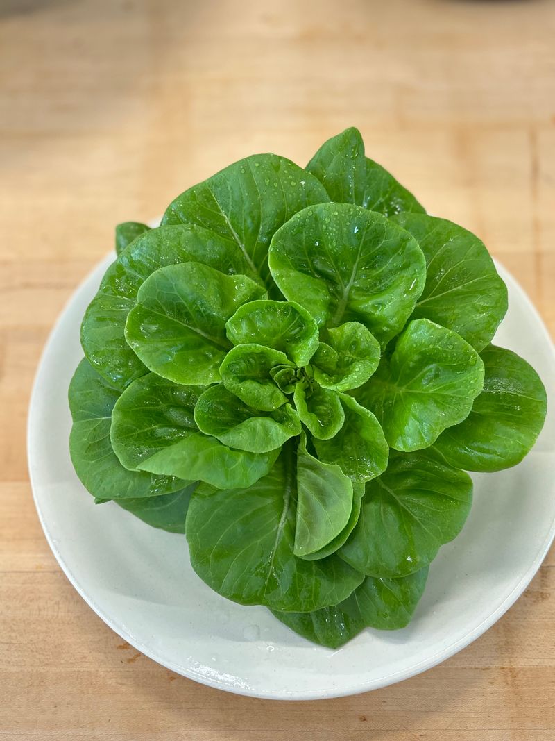 Butterhead Lettuce