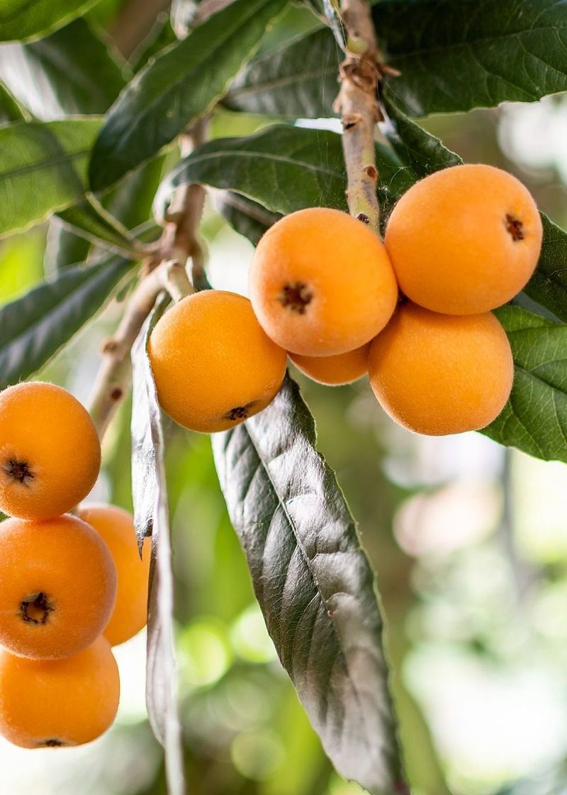 Loquat