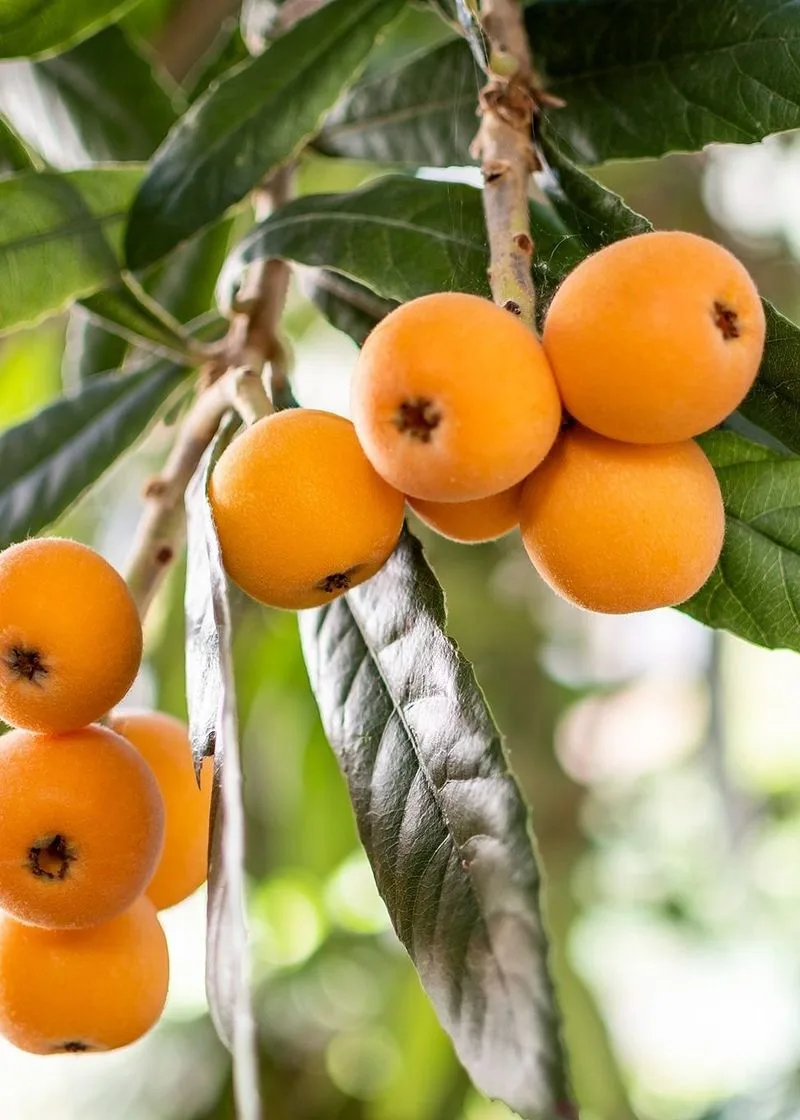 Loquat