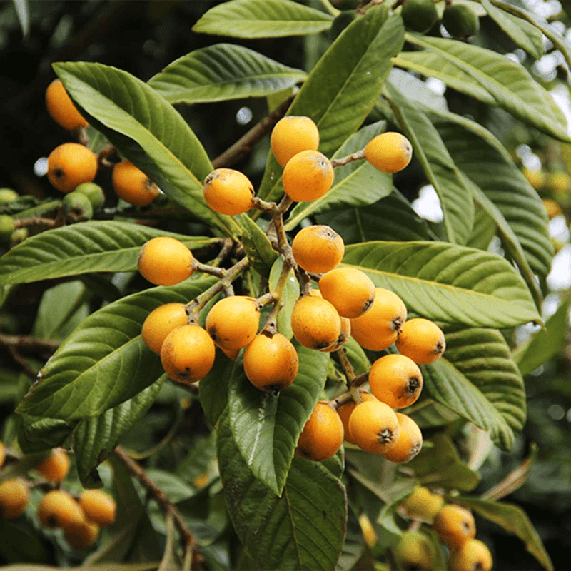 Loquat Tree