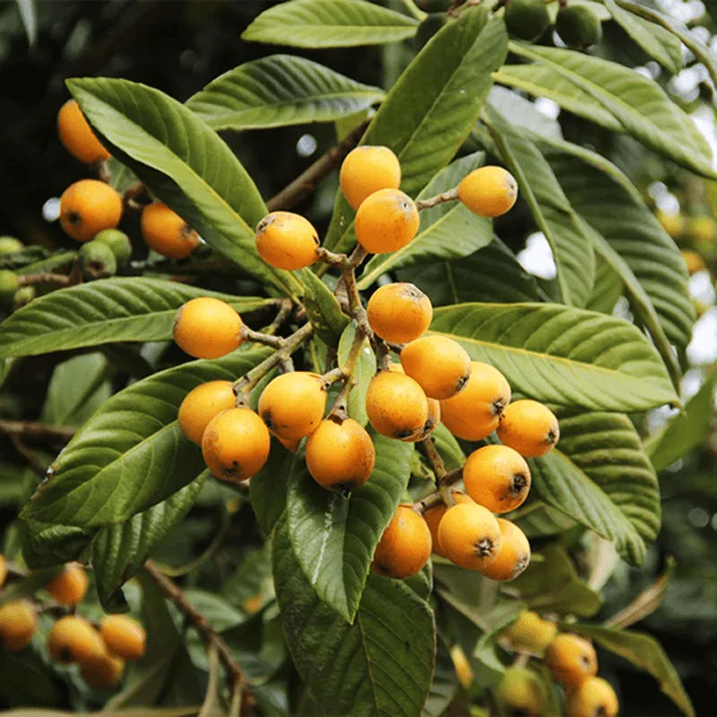 Loquat Tree