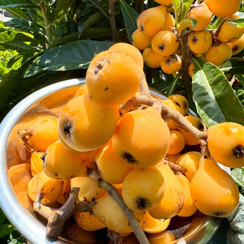 Loquats