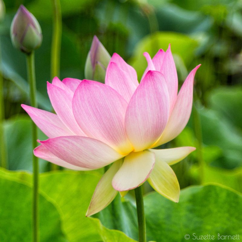 Lotus Flower