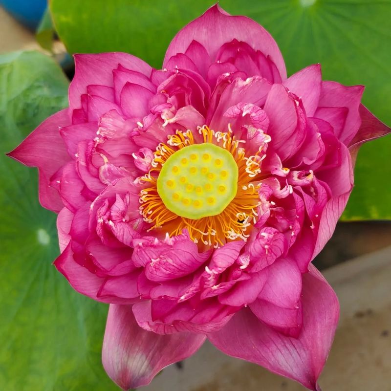 Lotus (Nelumbo nucifera)