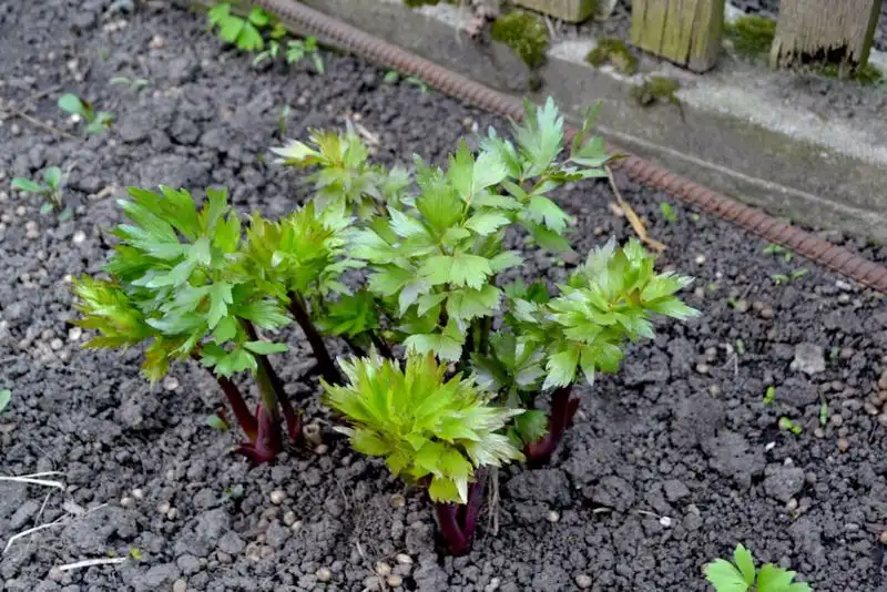 Lovage