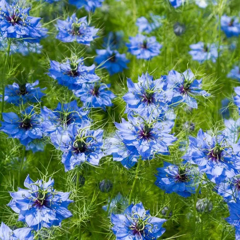 Love-in-a-Mist