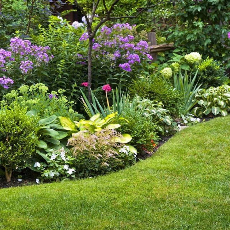 Low-Maintenance Shrubs