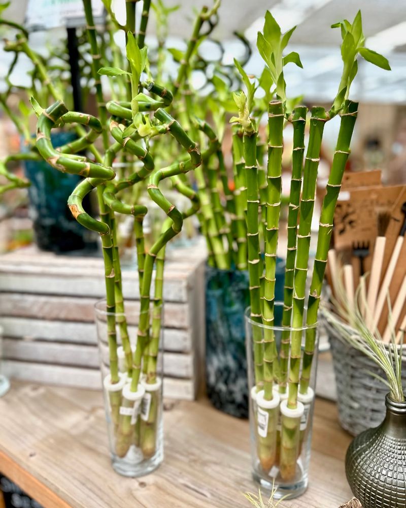 Lucky Bamboo