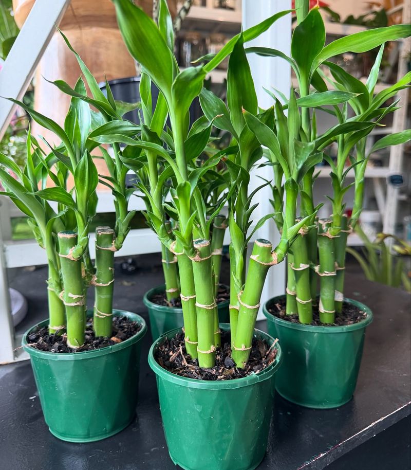 Lucky Bamboo