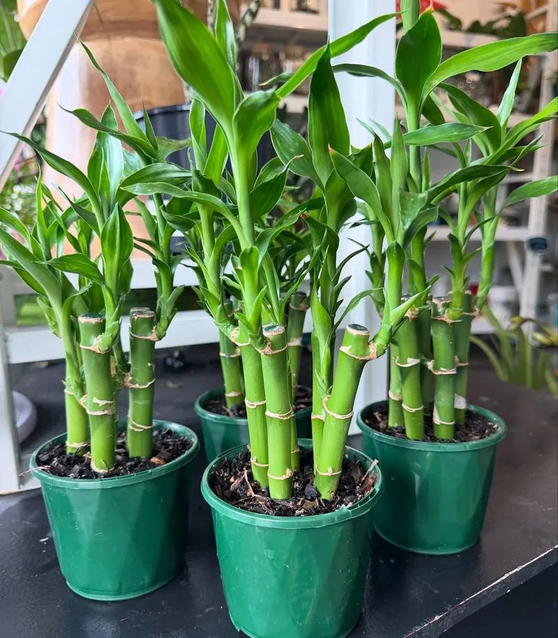 Lucky Bamboo