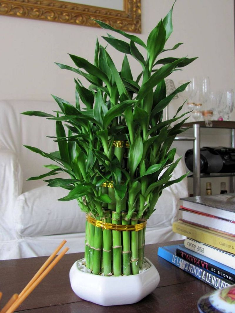 Lucky Bamboo