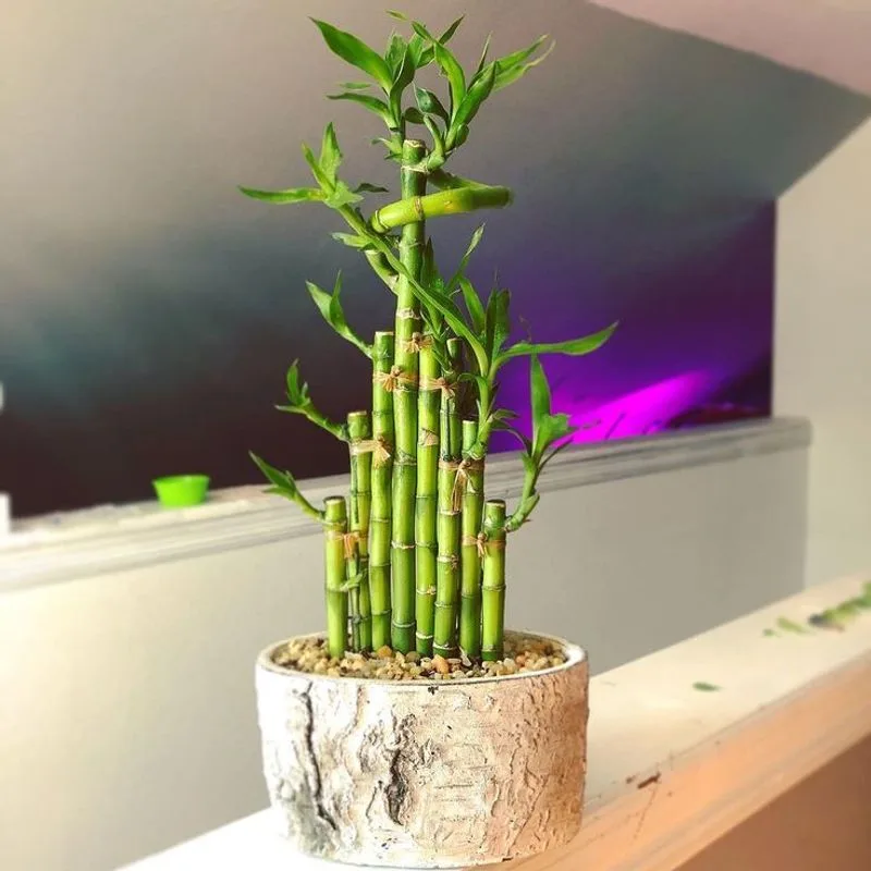 Lucky Bamboo (Dracaena Sanderiana)
