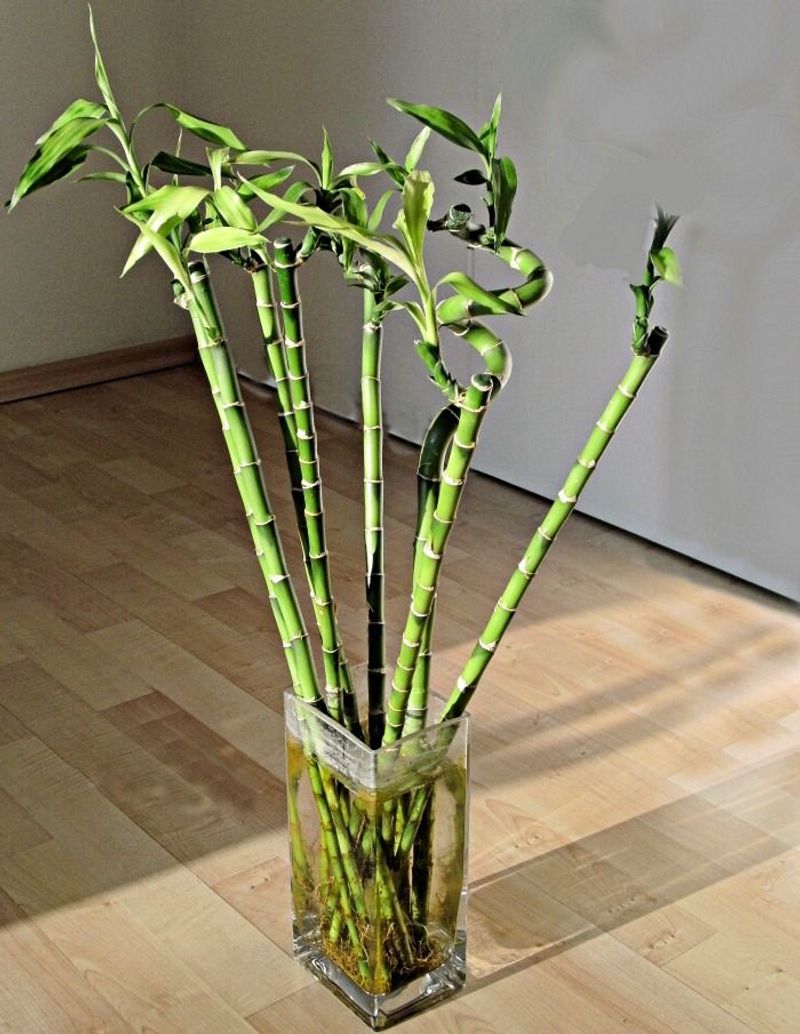 Lucky Bamboo (Dracaena sanderiana)