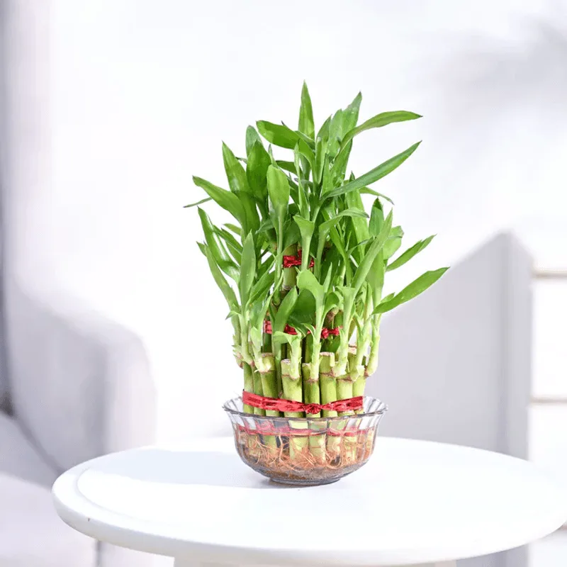 Lucky Bamboo