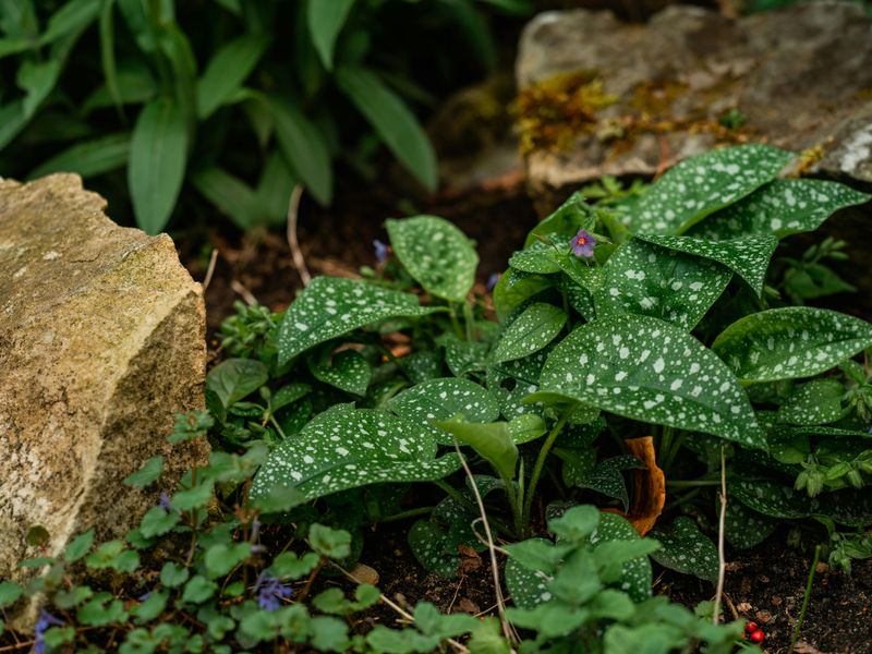 Lungwort
