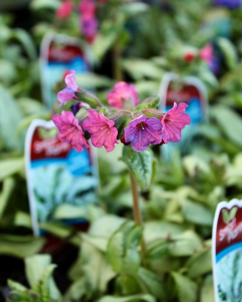 Lungwort