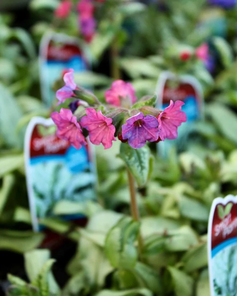Lungwort
