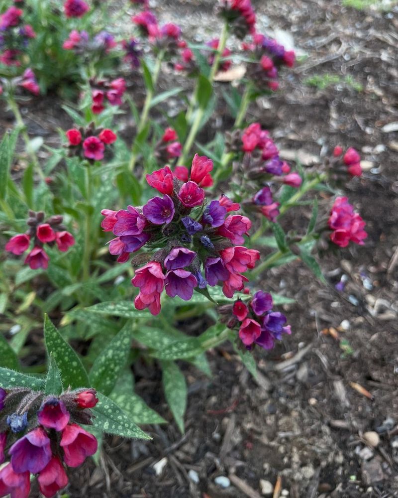 Lungwort