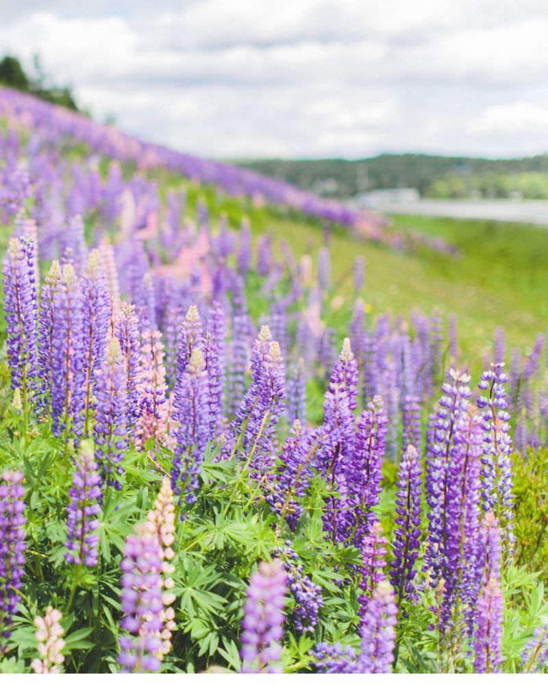Lupine