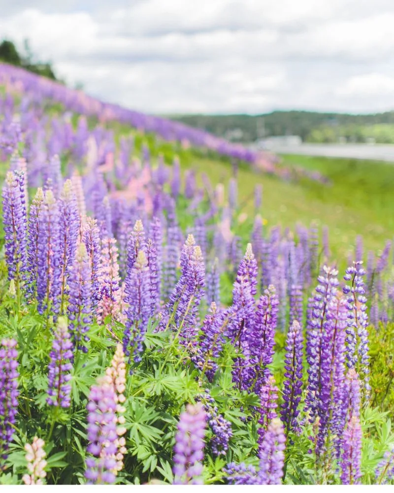 Lupine