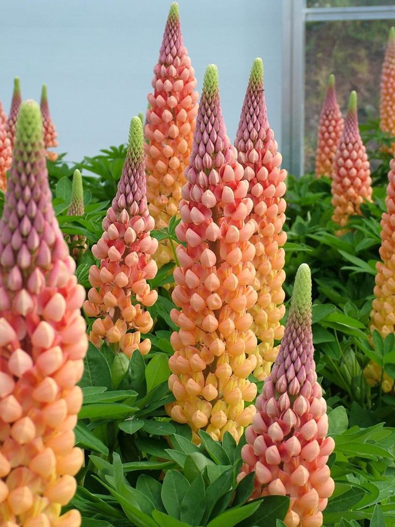 Lupine