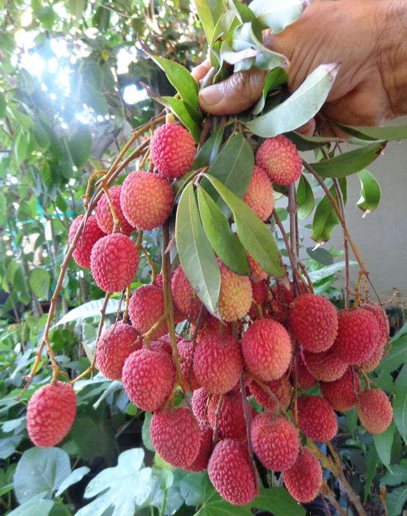 Lychee Tree (Struggles)