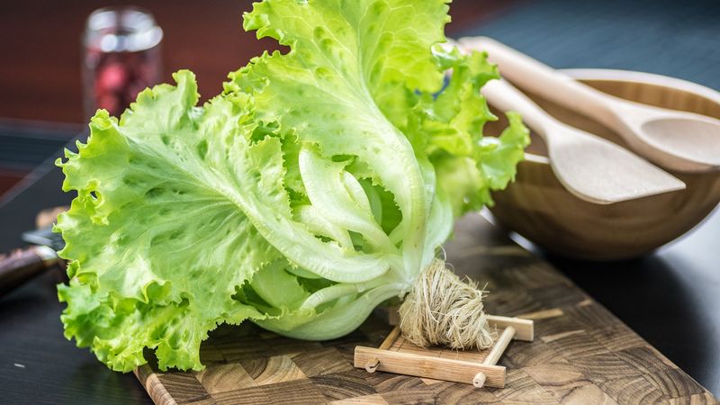 Oak Leaf Lettuce